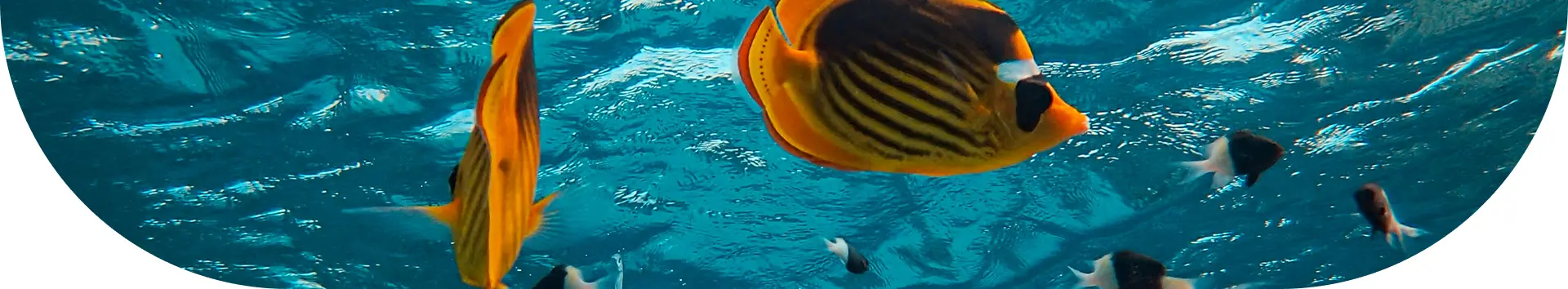Dive Sites