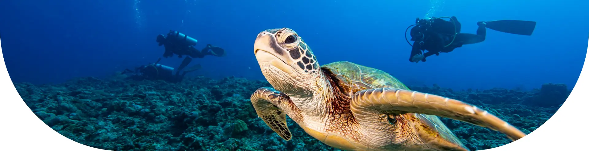 News from Sunshine Divers and Sunny Sharm