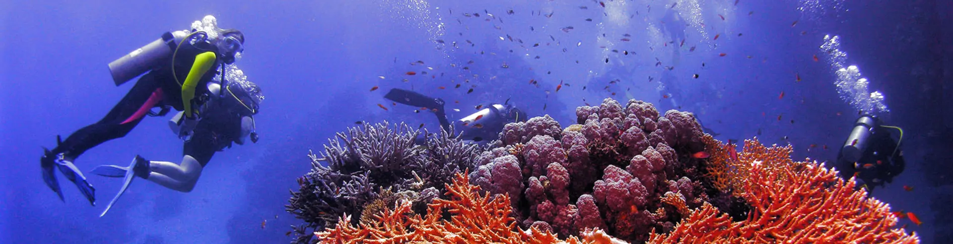 Entdecken Sie die schönsten Tauchplätze von Sharm el-Sheikh