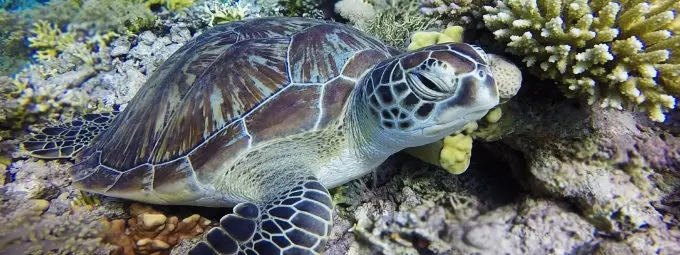 Schnorcheln an Insel Tiran
