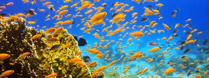 Schnorcheln lokale Riffe rund um Sharm El Sheikh