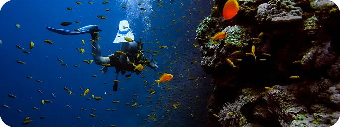 Local Reefs around Sharm El Sheikh
